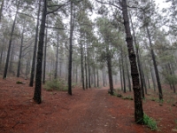 W drodze na Pico de Las Nieves